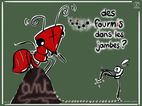 Histoire De Fourmis Dessine Moi Les Sciences Lascienceestla Palais De La Decouverte